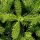 Nordmanntanne - Abies nordmanniana  40-60 cm, balliert
