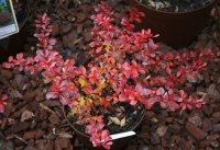 Rote Zwergberberitze - Berberis thunbergii Atropurpurea Nana