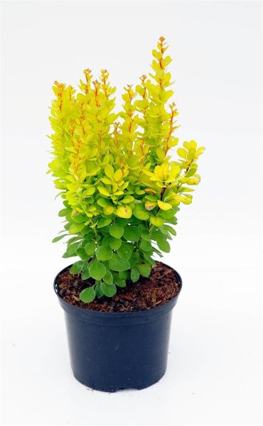 Gelbe S&auml;ulenberberitze - Fackelberberitz -Berberis thunbergii Golden Torch&lsquo; 20-25 cm, im 2-Liter Topf