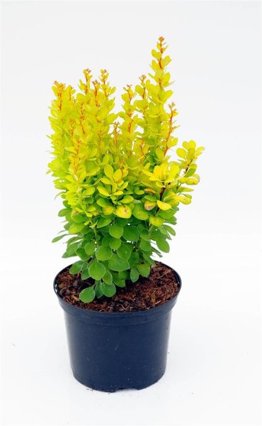 Gelbe Säulenberberitze - Fackelberberitz -Berberis thunbergii Golden Torch‘ 20-25 cm, im 2-Liter Topf