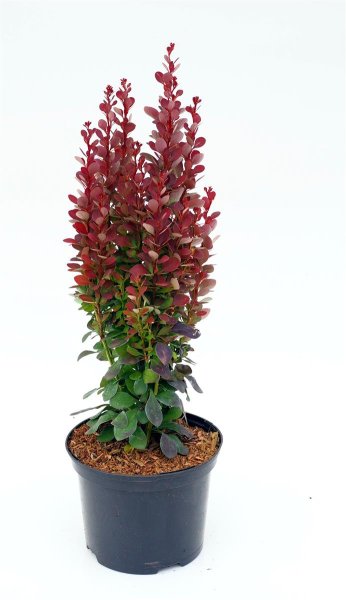 Rote Säulenberberitze - Fackelberberitze -Berberis thunbrgii Red Torch‘ 20-25 cm, im 2-Liter Topf