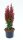 Rote S&auml;ulenberberitze - Fackelberberitz -Berberis thunbrgii Red Torch&lsquo; 20-25 cm, im 2-Liter Topf