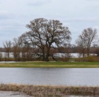 Flatterulme- Ulmus laevis 150-200 cm, Heister im 7,5...