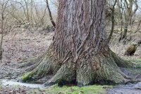 Flatterulme- Ulmus laevis 150-200 cm, Heister im 7,5 Liter Container