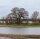 Flatterulme- Ulmus laevis 150-200 cm, Heister im 7,5 Liter Container
