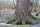 Flatterulme- Ulmus laevis 150-200 cm, Heister im 7,5 Liter Container