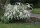 Brautspiere - Schneespiere - Spiraea arguta