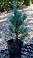 Zirbelkiefer - Arve - Pinus cembra