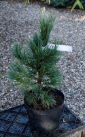 Zirbelkiefer - Arve - Pinus cembra
