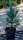 Zirbelkiefer - Arve - Pinus cembra