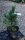 Zirbelkiefer - Arve - Pinus cembra
