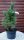 Zirbelkiefer - Arve - Pinus cembra