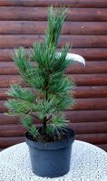Zirbelkiefer - Arve - Pinus cembra 25-30 cm, im 3-Liter Container oder mit Ballen