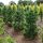 Zirbelkiefer - Arve - Pinus cembra 25-30 cm, im 3-Liter Container oder mit Ballen