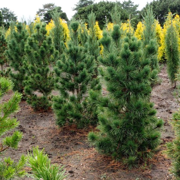 Zirbelkiefer - Arve - Pinus cembra 40-50 cm, im 5 Liter Container oder mit Ballen
