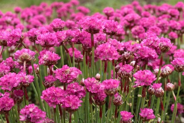 Armeria maritima - Grasnelke Düsseldorfer Stolz Staude im 1-Liter Topf