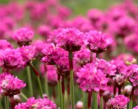 Armeria maritima - Grasnelke Düsseldorfer Stolz Staude im 1-Liter Topf