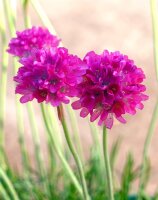 Armeria maritima - Grasnelke Düsseldorfer Stolz Staude im 1-Liter Topf