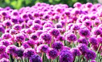 Armeria maritima - Grasnelke Düsseldorfer Stolz Staude im 1-Liter Topf
