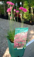 Armeria maritima - Grasnelke Düsseldorfer Stolz Staude im 1-Liter Topf