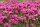 Armeria maritima - Grasnelke Düsseldorfer Stolz Staude im 1-Liter Topf