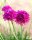 Armeria maritima - Grasnelke Düsseldorfer Stolz Staude im 1-Liter Topf