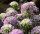 Ausdauernder-Lauch Berglauch - Zierlauch - Allium senescens ssp. senescens