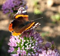 Ausdauernder-Lauch - Berglauch - Zierlauch - Allium senescens ssp. senescens Staude im 1-Liter Topf