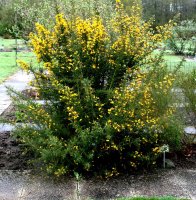 Stechginster - Ulex europaeus 30-40 cm im Container
