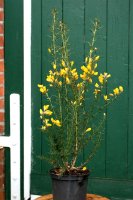 Stechginster - Ulex europaeus 30-40 cm im Container