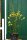 Stechginster - Ulex europaeus 30-40 cm im Container