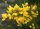 Stechginster - Ulex europaeus 30-40 cm im Container