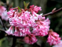 Winterschneeball - Duftschneeball - Viburnum  bodnantense...