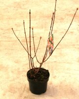 Winterschneeball - Duftschneeball - Viburnum  bodnantense Dawn 40-60 cm, Strauch im 5-Liter Container