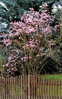 Winterschneeball - Duftschneeball - Viburnum  bodnantense Dawn 40-60 cm, Strauch im 5-Liter Container