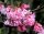Winterschneeball - Duftschneeball - Viburnum  bodnantense Dawn 40-60 cm, Strauch im 5-Liter Container