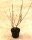 Winterschneeball - Duftschneeball - Viburnum  bodnantense Dawn 40-60 cm, Strauch im 5-Liter Container