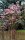 Winterschneeball - Duftschneeball - Viburnum  bodnantense Dawn 40-60 cm, Strauch im 5-Liter Container
