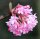Winterschneeball - Duftschneeball - Viburnum  bodnantense Dawn 40-60 cm, Strauch im 5-Liter Container