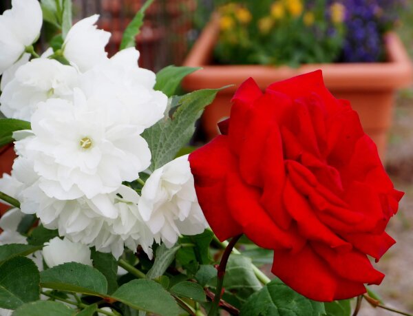 Gartenjasmin - Duftjasmin Schneesturm - Philadelphus 60-100 cm, 2x verpflanztter Strauch, ab 4 Trtiebe, wurzelnackt