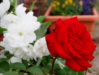 Gartenjasmin - Duftjasmin Schneesturm - Philadelphus...