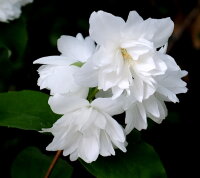 Gartenjasmin - Duftjasmin Schneesturm - Philadelphus 60-100 cm, 2x verpflanztter Strauch, ab 4 Trtiebe, wurzelnackt