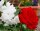 Gartenjasmin - Duftjasmin Schneesturm - Philadelphus 60-100 cm, 2x verpflanztter Strauch, ab 4 Trtiebe, wurzelnackt