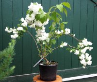 Gartenjasmin - Duftjasmin Schneesturm - Philadelphus...