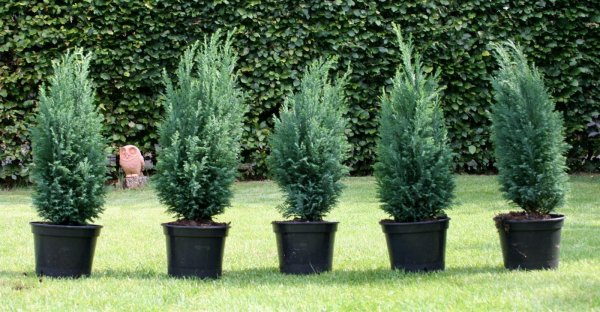 Blaue Scheinzypresse  Kegelzypresse Ellwoodii - Chamaecyparis lawsoniana Ellwoodii
