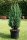 Blaue Scheinzypresse  Kegelzypresse Ellwoodii - Chamaecyparis lawsoniana Ellwoodii