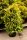 Gelbe Scheinzypresse Stardust - Chamaecyparis lawsonia
