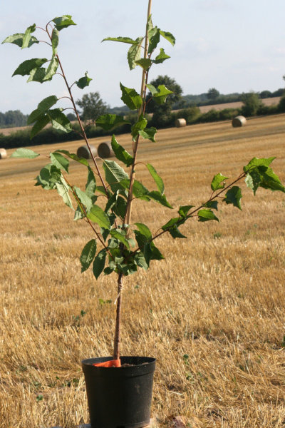 Süßkirsche Werdersche Braune - Prunus avium Werdersche Braune  Halbstamm, ca. 170 cm, im 10 Liter Container