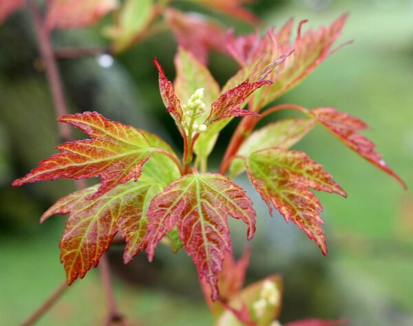 Feuerahorn Acer ginnala - tataricum  60-100 cm, Strauch, ab 3 Triebe, im 3-Liter Container