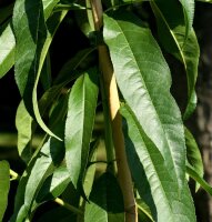 Pfirsichbaum Kernechter vom Vorgebirge - Prunus persica  Buschbaum ca. 150 cm im 10-Liter Container
